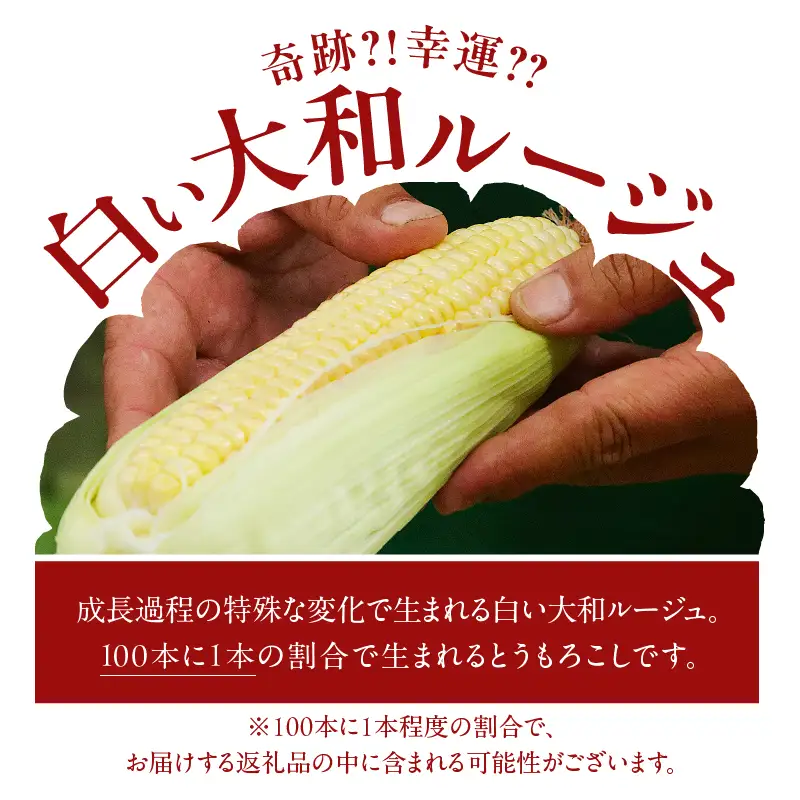 先行予約≪期間限定≫赤いスイートコーン大和ルージュ(約2kg) とうもろこし 野菜 国産_T003-0075