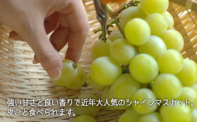 桃 ぶどう 2026年 白桃 晩生種 3玉 シャイン マスカット 1房 ニュー ピオーネ 1房 合計約1.8kg もも 葡萄 岡山県産 国産 フルーツ 果物 ギフト