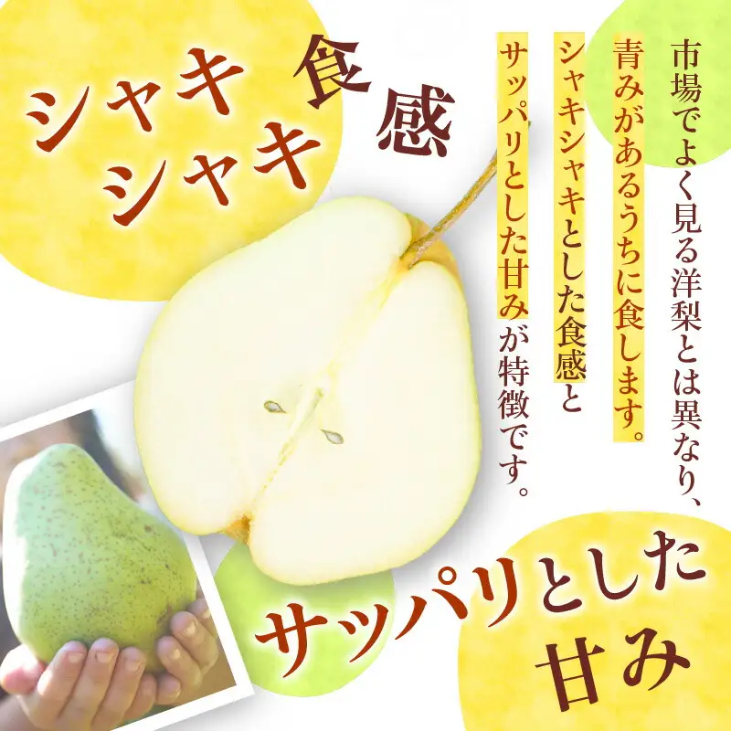 【2026年9月下旬以降発送】千両梨 5kg箱(10玉)北海道産 余市町産　シャキシャキとした食感とサッパリとした甘みが特徴 季節限定 千両梨 季節の味覚 5kg 箱 梨 ほぼ余市町でしか生産されていない 果物 フルーツ 贈り物 ギフト フルーツギフト お取り寄せ 北海道 余市町産 送料無料_Y015-0036