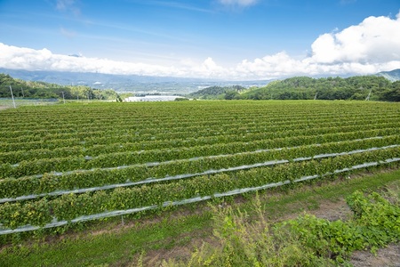 YOAKENO天王原北杜の雫2022 ワイン 赤ワイン YOAKENO 天王原北杜の雫2022 辛口 アルコール分12.5％ お酒 750ml 1本 母の日 父の日 [h230]