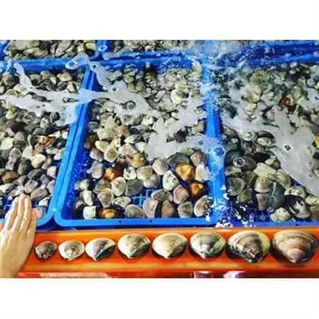 (( 訳あり ))　天然活はまぐり約1.5kg_蛤 ハマグリ 魚貝 魚介 海鮮 貝 出汁 だし プロ仕様 人気 送料無料_【配送不可地域：離島・沖縄県】【1465117】