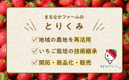 リキュール Koichigoリキュール 300ml×1本【まるなかファーム株式会社】