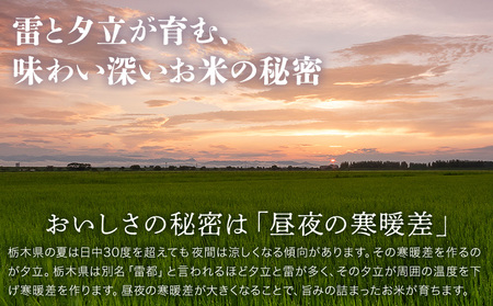 令和7年産 米 お米 とちぎの星 3ヶ月定期便 5kg JAおやま《30日以内に出荷予定(土日祝除く)》 栃木県 野木町産 コメ 米 ブランド米 とちぎのほし【栃木県共通返礼品】