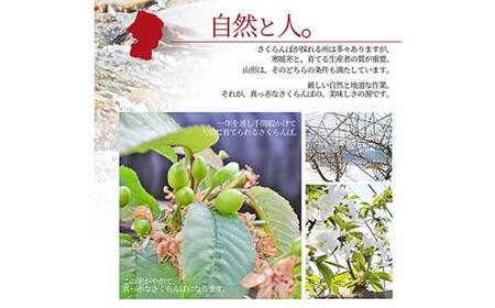 【2026年産 先行予約】山形県産さくらんぼ 佐藤錦 秀品 L玉 1kg (500g×2パック) 化粧箱入り FSY-2199