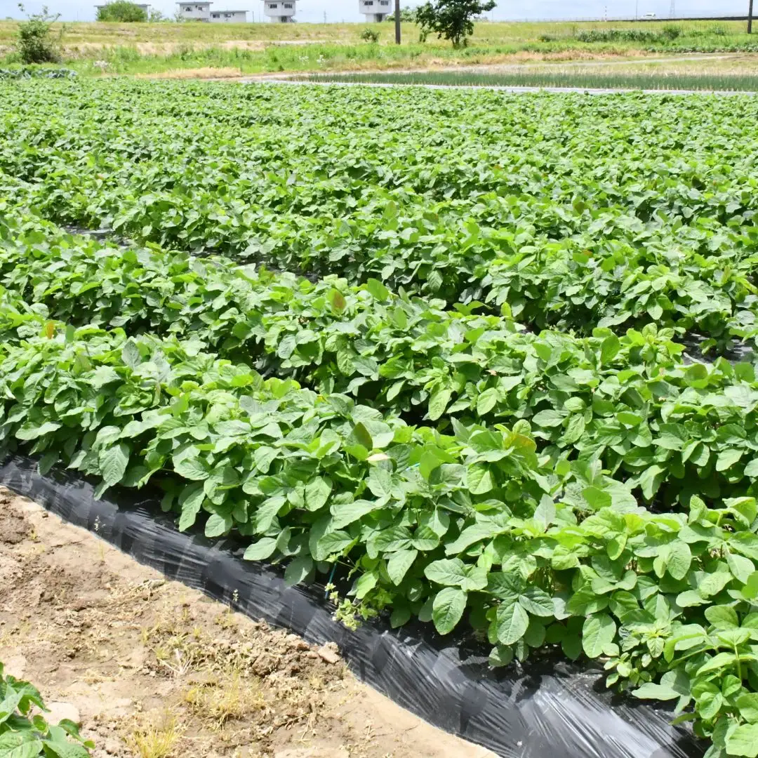 先行予約 採れたてをお届け！朝どり枝豆 3kg（1kg×3袋）令和8年度 新潟県産 えだまめ JAえちご中越