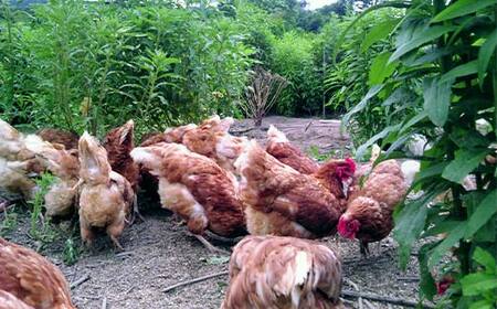 平飼い卵 とれたて発送「御幸卵」の生卵と温泉たまごセット（生卵24玉、温たま24玉） 伊達市 福島県 国産 養鶏場直送 卵 たまご 玉子 生卵 鶏卵 温泉たまご F20C-760