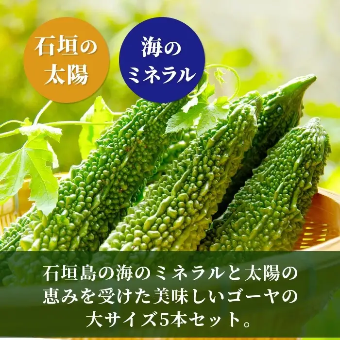 朝採れ「ゴーヤ」大5本セット！