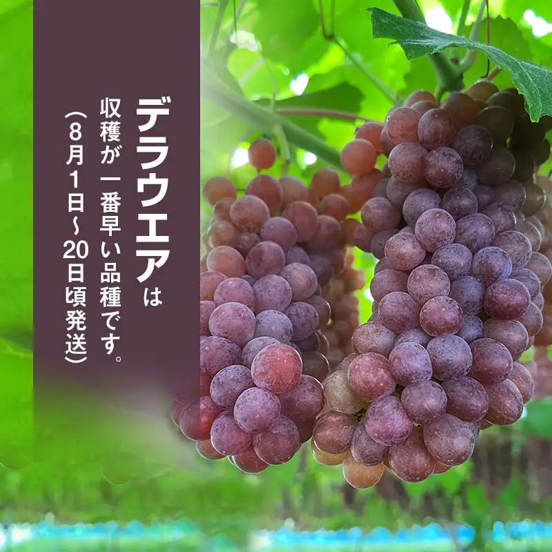 【令和8年産先行予約】 デラウェア　約1kg 箱入 (5～7房) 山形県鶴岡産　伊藤農園