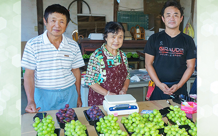 シャインマスカット ＆ 梨 セット 先行予約 R8年産 シャインマスカット