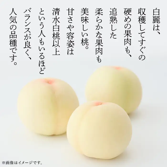 岡山白桃 食べ比べ定期便（年2回）【2026年産】