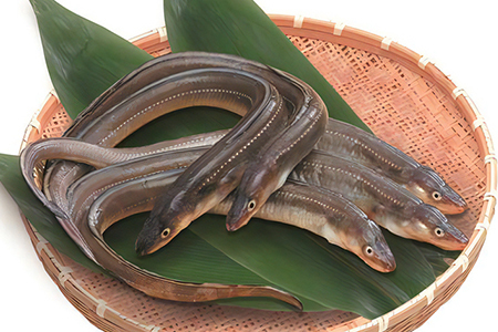 富津名物！ベテラン漁師が獲った「江戸前穴子」380g前後