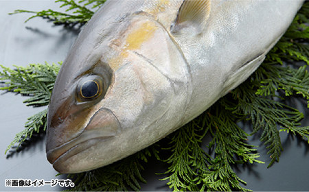 2154 【 全3回定期便 / 毎月お届け 】かのやカンパチ スキンレスロイン（ カマ入 ）計700g KN001-T02 魚 カンパチ