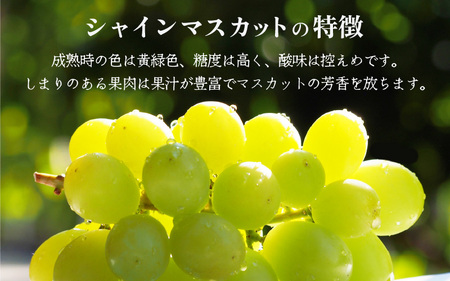 【先行予約】【訳あり】シャインマスカット 約1kg 【2026年8月中旬以降順次発送予定】 [B-3219]