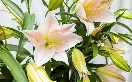 ユリ専門＜深花園＞観賞用ゆり オリエンタルリリー 訳あり優品ゆり （15輪以上保証） F23R-545