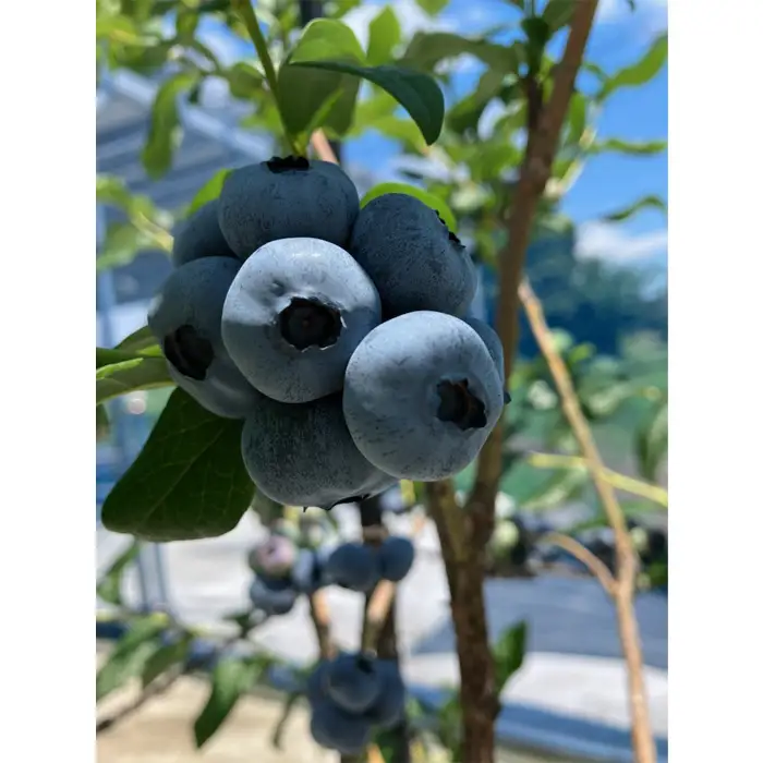 茨城県産　坂東市（生）訳ありブルーベリー500g（250g×2P） No.521