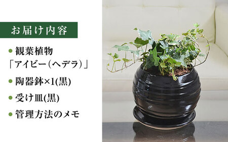 観葉植物アイビー ヘデラ 3種  ボール形(黒) 観葉植物 [ACYK030]