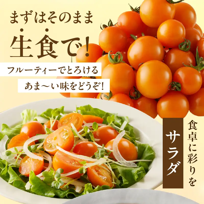≪期間限定≫オレンジリトル（計1.6kg） ミニトマト 野菜 サラダ 国産_T040-0015