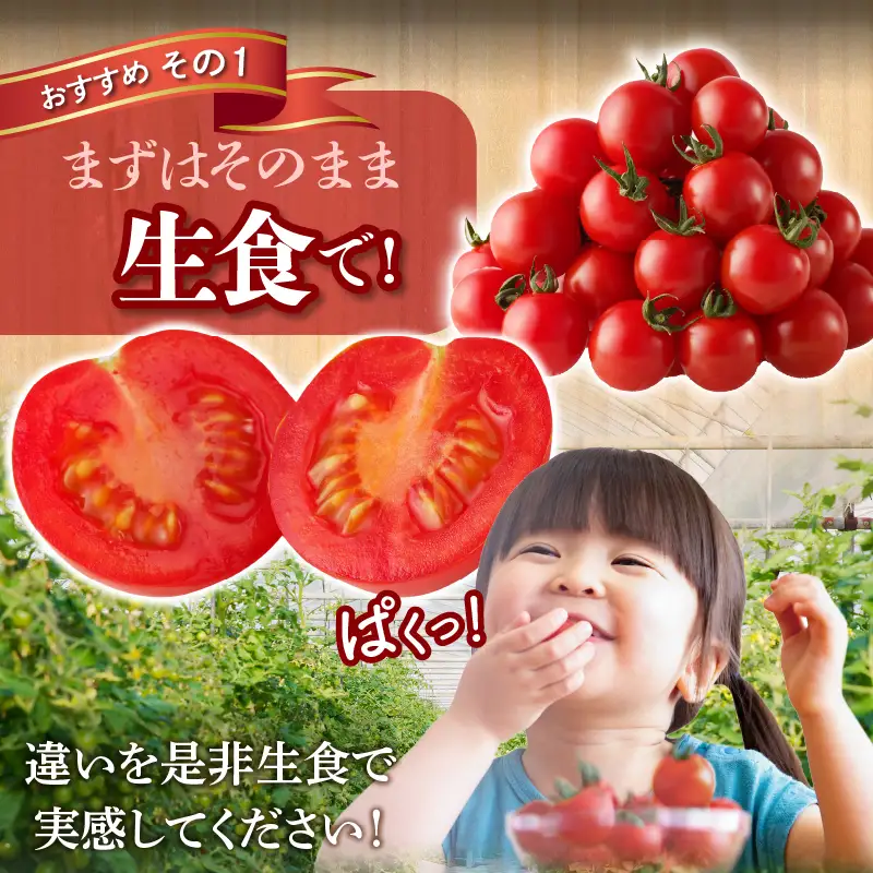 ≪期間限定≫高糖度ミニトマト『ニーゴ25。』(計1.6kg) ミニトマト 野菜 サラダ 国産_T040-0025