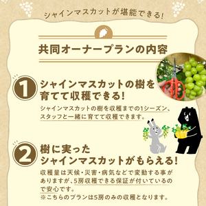 忍野村産　ぶどう(シャインマスカット)　共同オーナープラン栽培～収穫