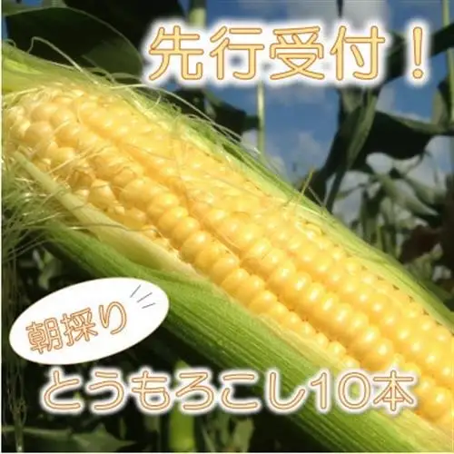 マルカファームの朝採れ「とうもろこし」10本セット_野菜 とうもろこし  トウモロコシ_【配送不可地域：離島・沖縄県】【1404268】