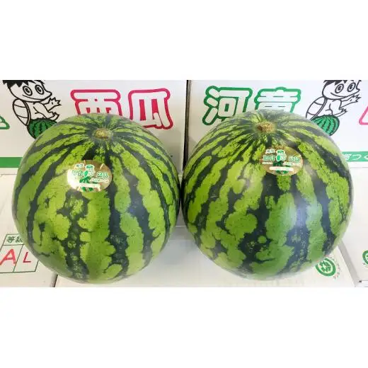 《 先行予約 》 牛久市産 河童 西瓜 L 2玉 ( 約 12kg ) 【 2026年6月中旬発送開始 】