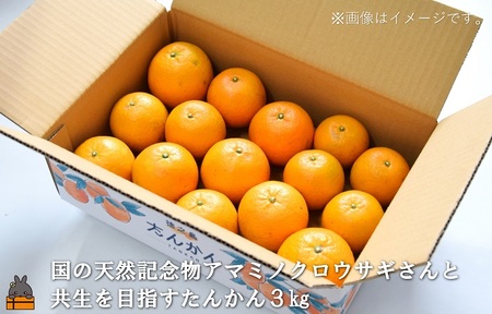 フルーツアイランド徳之島 季節のフルーツ定期便 ( 3回お届け 完熟マンゴー マンゴー パッションフルーツ たんかん 柑橘 果物 徳之島 奄美 鹿児島 定期便 世界自然遺産 旬 )
