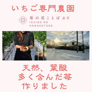 いちご 新潟 雪国完熟越後姫 約200g×2P イチゴ 苺 フルーツ 果物 お取り寄せ ギフト 贈り物 上越