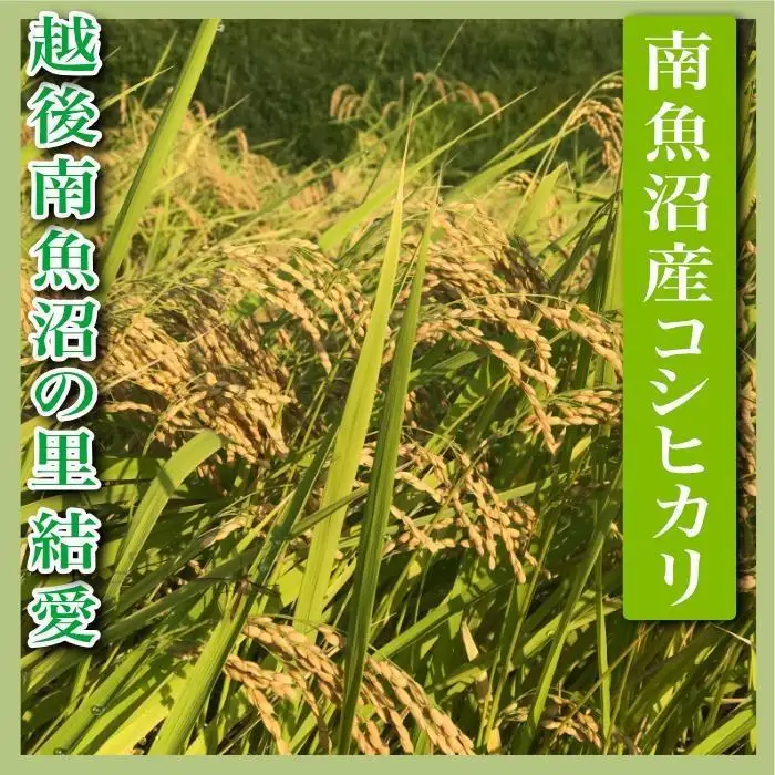 【令和7年産】【定期便 精米20Kg×全12回】越後南魚沼の里 結愛 南魚沼産コシヒカリ【定期便 銘柄米 ブランド米 精米 こしひかり コシヒカリ 魚沼産 新潟米 産地直送 お米 米 こめ コメ ご飯 御飯 ごはん】