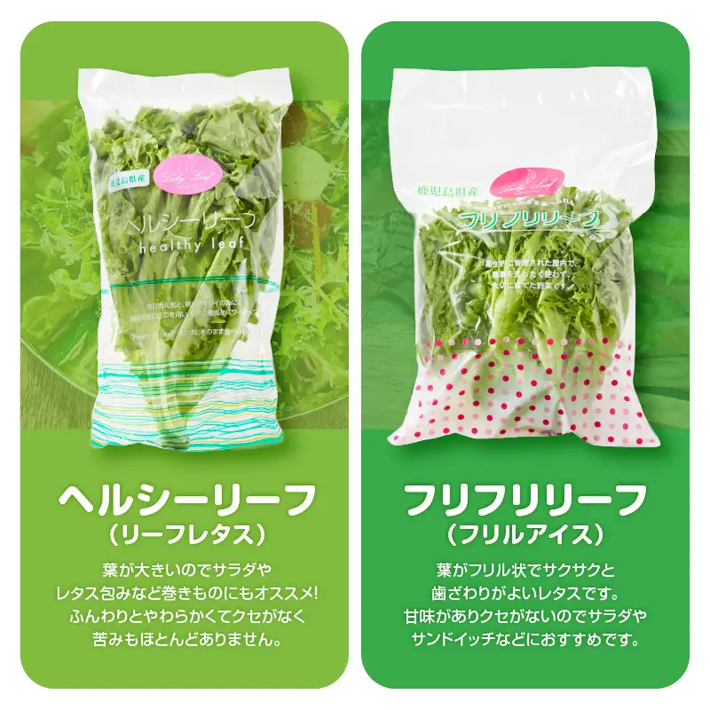 1625-2 【 全2回 定期便 】洗わずに食べられる プレミアム 水耕栽培 レタス セット（ 計5袋 ） KN064-T01 野菜