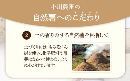 自然薯（金龍）2000g相当【小川農園小川屋】疲労回復 免疫力向上 産地直送 とろろ 山芋 健康食 じねんじょ ギフト 滋養強壮 贈答 レシピ とろろご飯 山薬 山のうなぎ 送料無料[MAE013]
