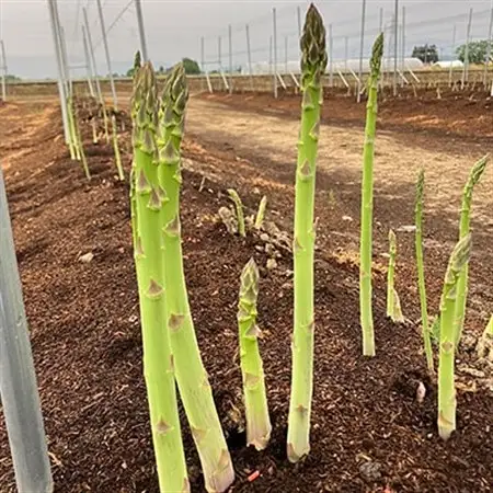 【令和8年産】先行受付!春芽アスパラガス約1kg(L～2Lサイズ 25～45本前後)_野菜 アスパラガス  _【配送不可地域：離島・北海道・沖縄県・信越、北陸・東海・近畿・中国・四国・九州】【1470202】