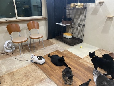 猫スペース1日貸し切り券