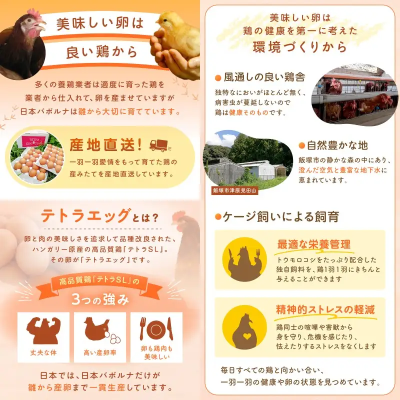 テトラエッグ(40個/月)【12ヵ月定期便】【J3-015】
