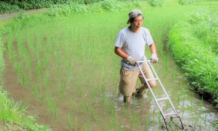 【予約受付】【12ヶ月定期便】令和8年産・新米 きよら米 3kg 予約 令和8年産 新米 南小国産 白米 玄米 食べ比べ 12ヶ月 定期便 あきげしき 精米 米 お米 玄米対応可能 ご飯 ごはん 無農薬 農薬不使用 有機栽培 真空パック 産地直送 あっぷるみんとハーブ農園 熊本 南小国 送料無料