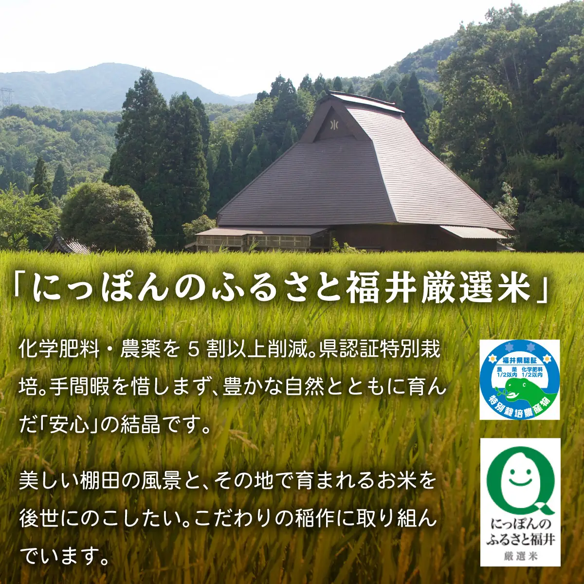 令和7年産 福井県産 『コシヒカリ』5kg  [003-a001-A]