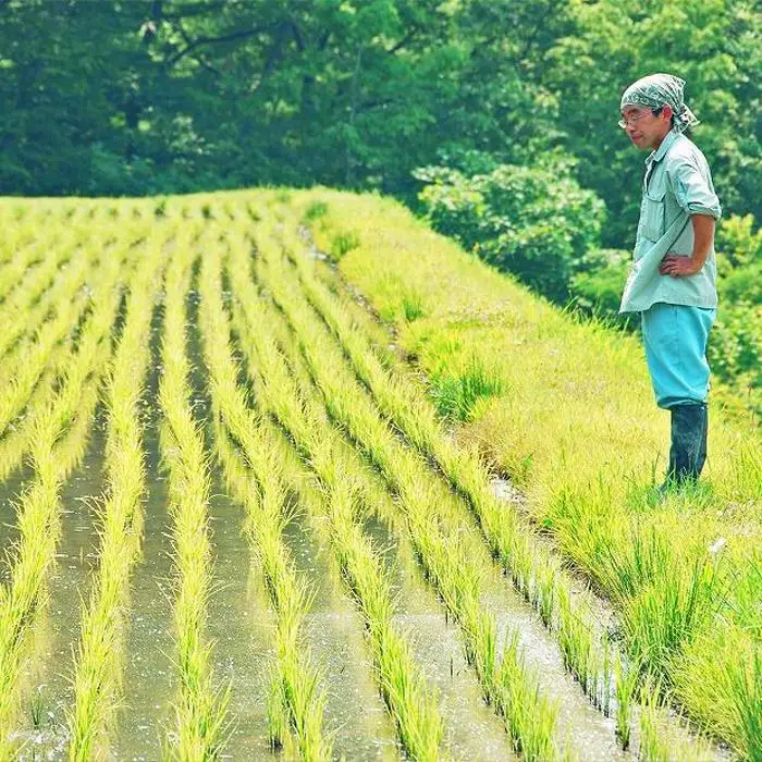 【定期便全6回】新潟県産新之助2kg（受注の翌月から毎月配送）