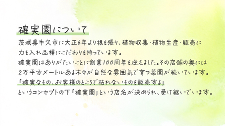 ブルーベリー の 苗 2品種セット （品種おまかせ）