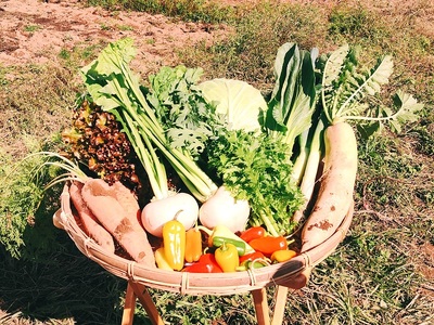 【有機ＪＡＳ認定】季節の有機野菜詰め合わせボックス　山梨県・北杜市 [h278]