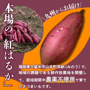 福岡県久留米市産　長期熟成紅はるか 5kg　M～2L　土付き 〔Gx036〕