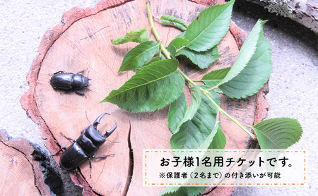 【幼児～小学生対象】昆虫飼育体験講座Aコース（昆虫成虫1ペアと飼育セット付き＜体験：7月～9月の各日曜日＞）ご利用券（1名様） 体験チケット 生き物 子供 キッズ 
