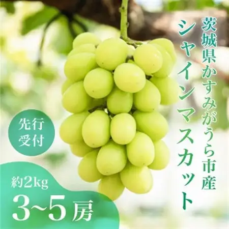 茨城県かすみがうら市産シャインマスカット　約2Kg (3～5房)_果物・フルーツ ぶどう・マスカット  ブドウ 葡萄 _【配送不可地域：離島】【1474047】