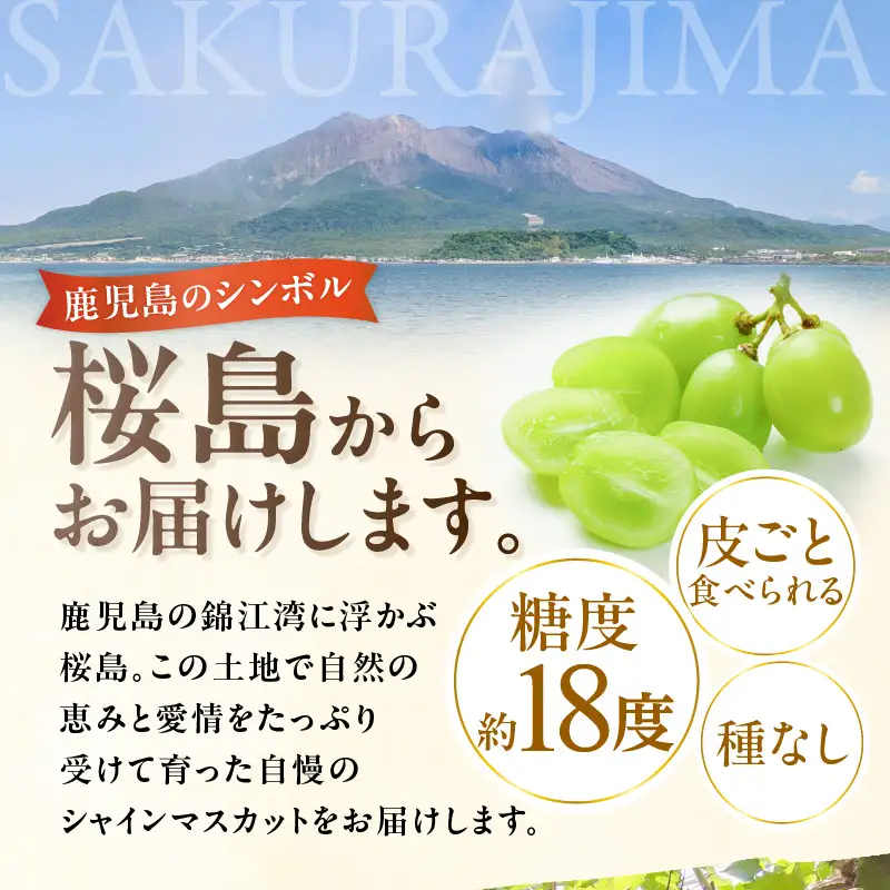 【 2026年先行予約 】【 桜島産 】シャインマスカット 1房 K261-001_01