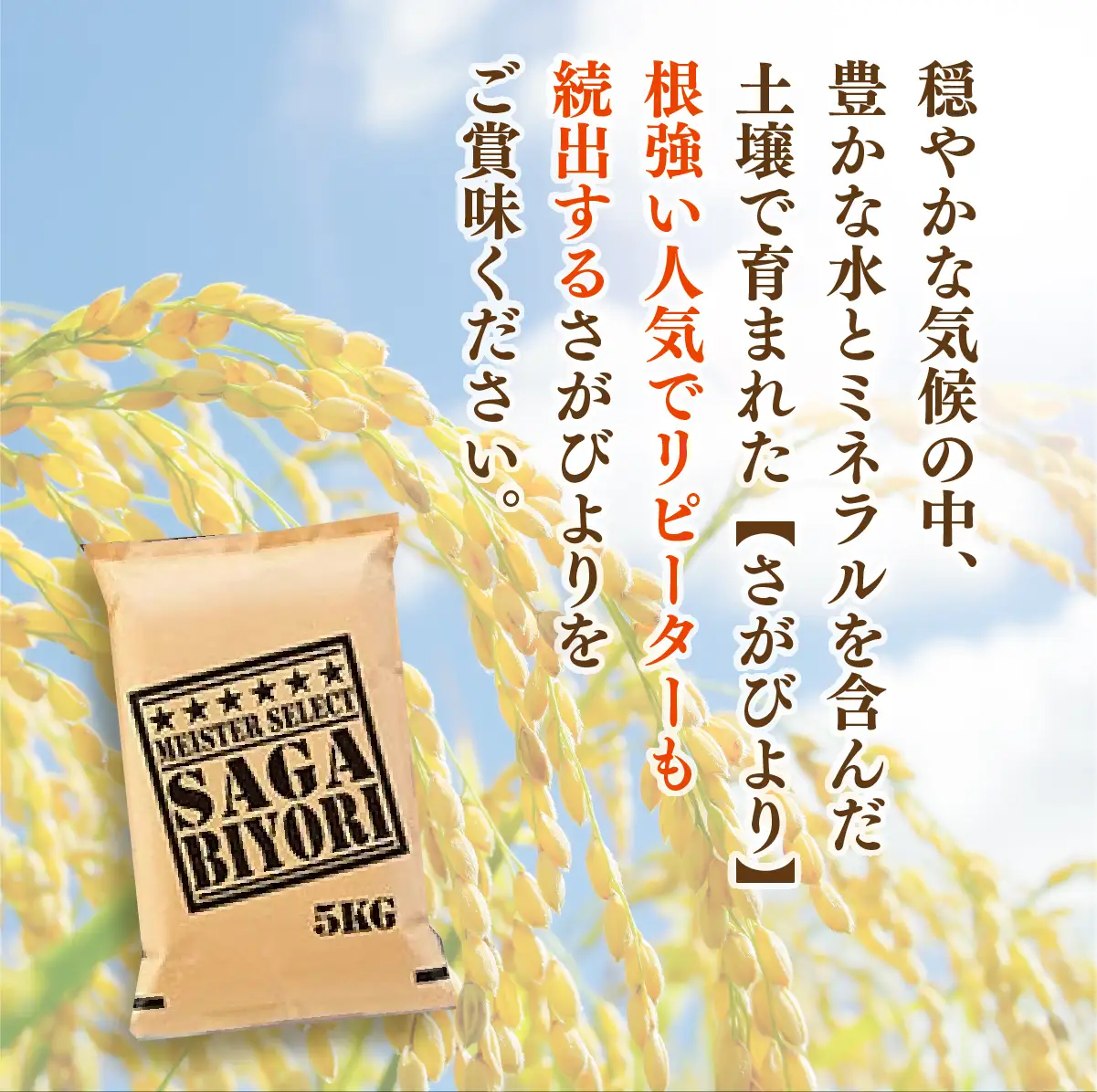 さがびより 白米 10kg×12回