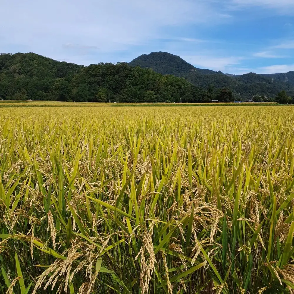 【令和7年産 1年定期配送】（無洗米2kg）ホクレンゆめぴりか SBTD048