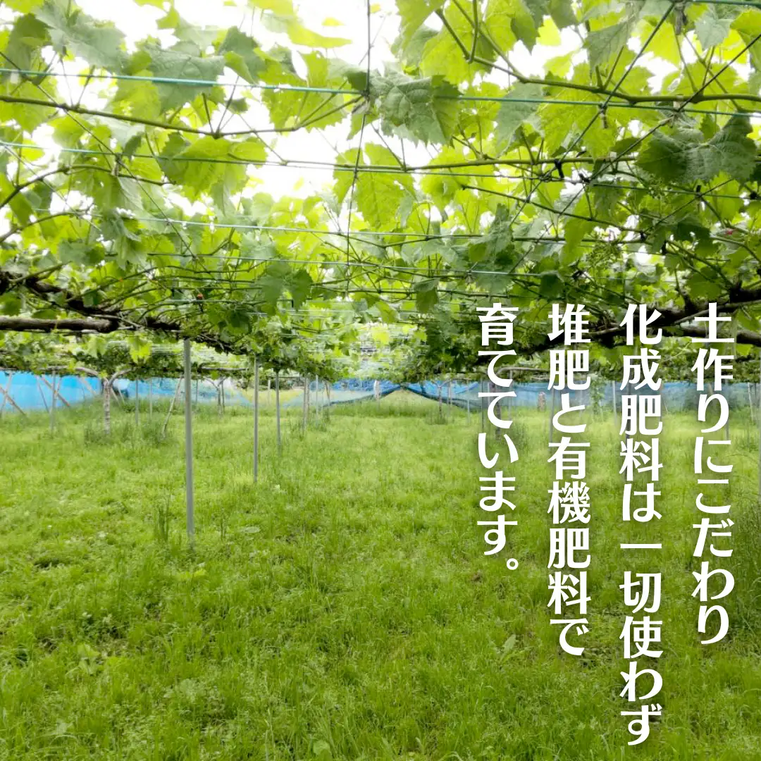 《 種なし 》 クイーンニーナ 約1.5kg 3～4房 (茨城県共通返礼品 かすみがうら市) 久保田果樹園 産地直送 フルーツ 甘い 直送 茨城 限定 ギフト ぶどう クイーンニーナ 果物 [DH008sa]