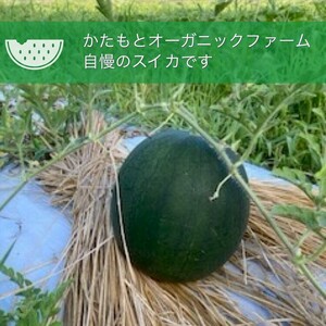 すいか 1玉 かたもとオーガニックファーム すいか