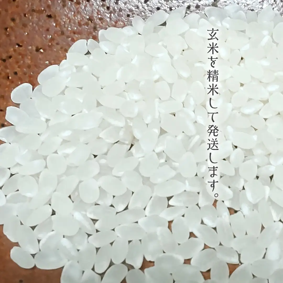 令和8年産 コシヒカリ 精米 10kg (茨城県共通返礼品 かすみがうら市) 紙米袋 茨城 新米 精米 コシヒカリ お米 ごはん 直送 銘柄米 [DH020sa]