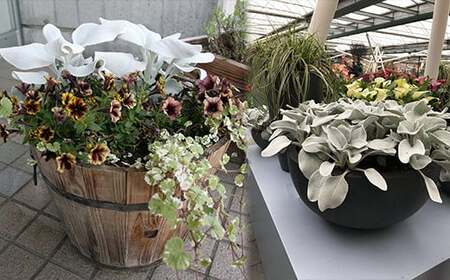 鉢物 セネシオ 「エンジェルウイングス」 2.5寸×6鉢 ／ シルバーリーフ 観葉植物 植物 希少 稀少 鉢もの 珍しい プレゼント ギフト 贈り物 自宅用 家庭用 観賞用 おしゃれ お洒落 インテリア ガーデニング フラワーアレンジメント ブーケ 岩手県産 八幡平市産 おすすめ 【安代リンドウ開発】