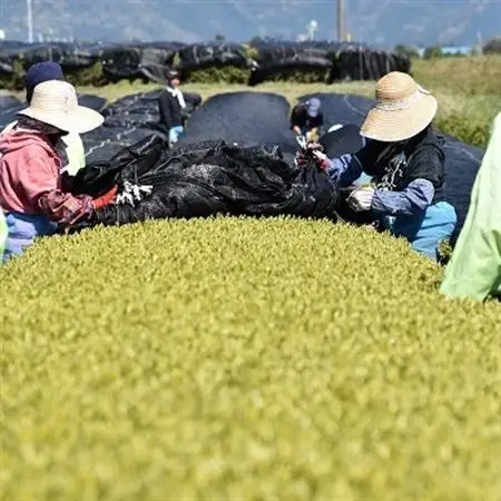 知覧茶深むし茶「知覧みどり」100g×5本箱【1185852】