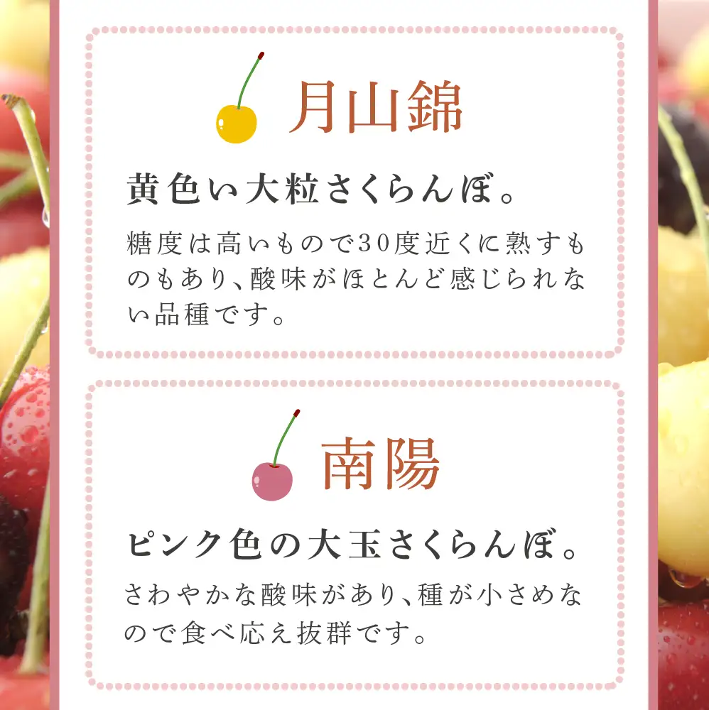 【 先行受付 】さくらんぼ 南陽 月山錦 1kg 各500g×1パック 大橋さくらんぼ園 サクランボ チェリー 果物 果物類 フルーツ デザート 最高級 黄色 大粒 甘い さわやかな酸味 北海道 芦別市 